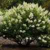 Hydrangea kyushu paniculata - opis, sadnja i njega